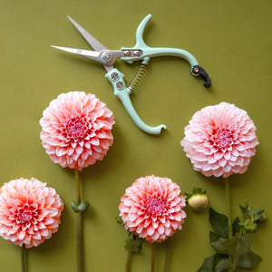 Pruning Shears