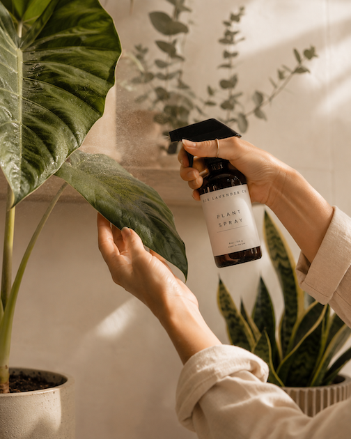 Lavender Hydrosol Plant Spray