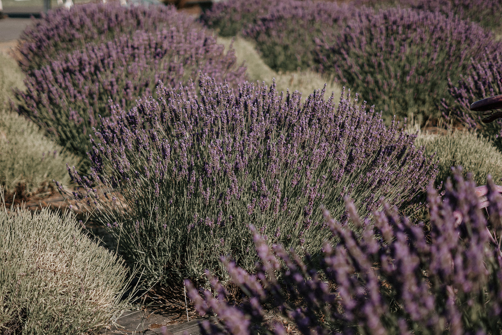 Bath Lovers Lavender Gift Box