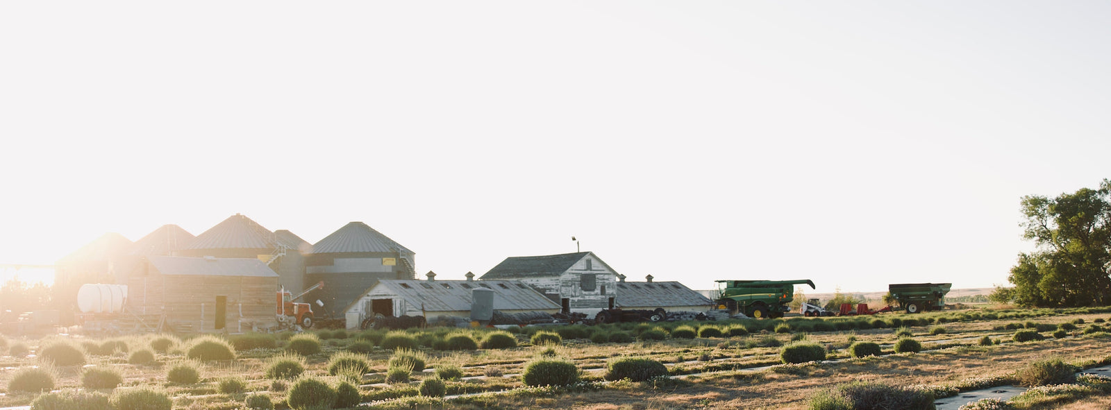 A wide outdoor farm landscape at sunrise with rows of Nebraska grown lavender, distant farm buildings, and a bright hazy sky.