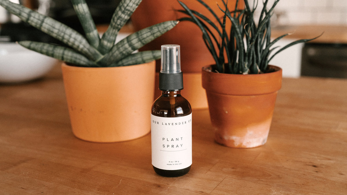 Lavender Hydrosol Plant Spray