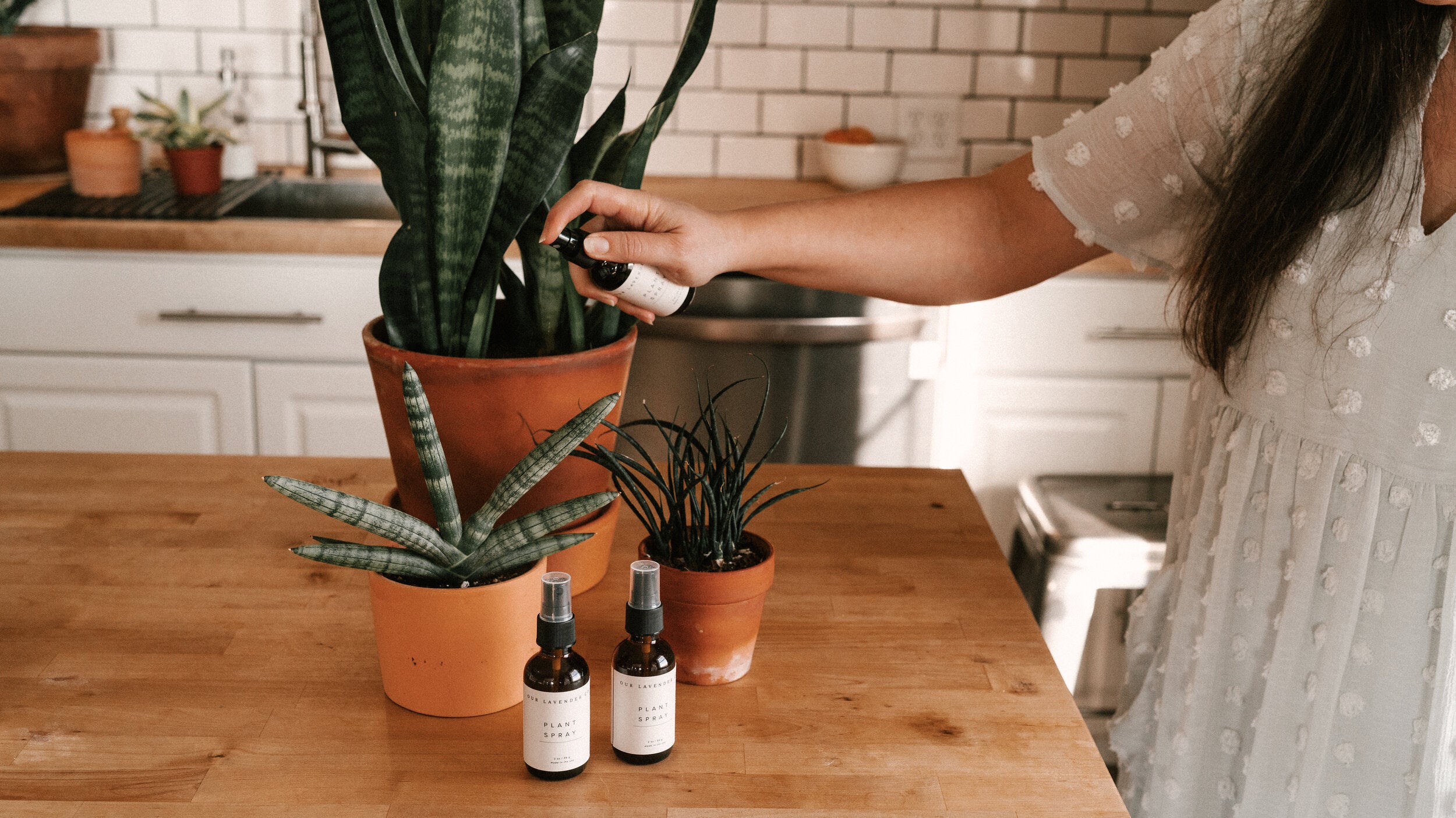 spraying lavender on plants Lavender Hydrosol Plant Spray
